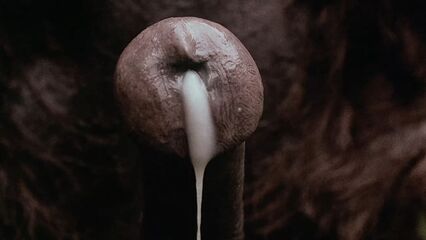 Аморальные истории (1974) эротический фильм с переводом