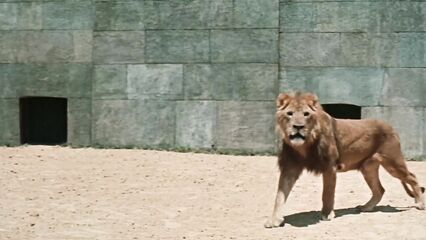 Нерон и Поппея (1982) исторический порно фильм с русским переводом